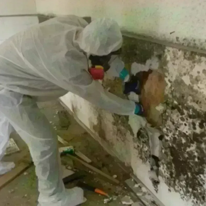 Mold Remediation and Removal in Rutland, VT